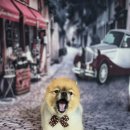 아보네 멍빌리지 이미지