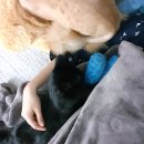 24시노아동물메디컬센터 이미지