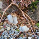 그린에덴펜션 이미지