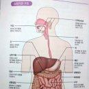 저작(씹는 것)의 효용을 아십니까 이미지