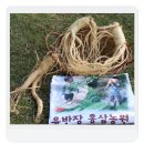 관고동-03 | 이천인삼축제 6년근인삼직거래 추석한가위 경기동부인삼농협