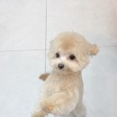 후즈독 이미지