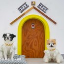 올라몽 네이버블로그