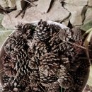 숲속애 휴가 이미지