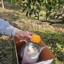 꽃과 그늘 이미지