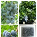 쌍치블루베리 이미지