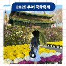 국화전시회 버스킹 문화공연 | 2025 백제고도 부여국화축제 일정 주차 가수 공연