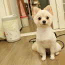 삐삐 펫살롱 이미지