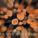 대해벌목