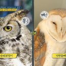 부엉이 눈썹