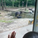 용인 에버랜드 5월 평일 오전 동물원 주토피아 관람 사파리월드