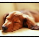 꿈꾸는개 이미지