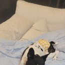 보듬보듬 이미지