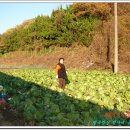 정가네김치 이미지