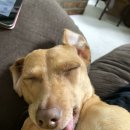 멍멍이 달린다 이미지