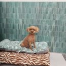 안나펫살롱 이미지