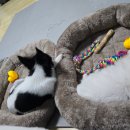 미유펫 강아지분양 고양이분양 김포점 이미지