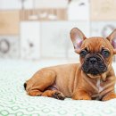 25시동물병원 이미지