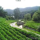 안성마을 정자앞 이미지