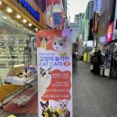 고양이 놀이터 | 고양이가 정말많은 명동고양이카페 / 고양이놀이터명동점 후기