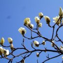 목련어린이집 이미지