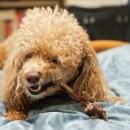 삼형제 펫푸드 이미지