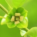 감꽃향기 이미지