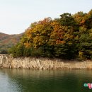 화천장뇌삼