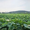 회산백련지 이미지