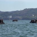 1사단 소식 해병대 1사단 72대대, 도구해안서 상륙 기습 훈련 이미지