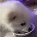 테라카니스 하이포알러젠 저알러지 습식사료 말고기 돼지감자 내돈내산 후기