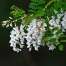 아카시아 이미지