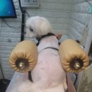 독사랑동물병원 이미지