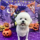 댕댕뷰티 이미지