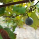 이순농장 이미지