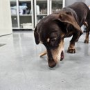 TL 동물병원 이미지