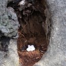 대전광역시노인복지관 | 대전 벚꽃 테미공원⎟만개, 아직 늦지 않았어요.