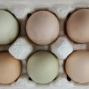 갈렙농장 이미지