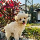 스타켄넬 이미지