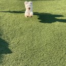코코애견 이미지