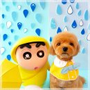 블링블링슈가 | 광주애견미용 어디 갈지 고민이라면? 북구 용봉동 광주강아지미용 블링블링 슈가