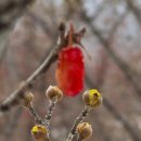 꽃봉우리 이미지