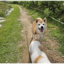 굿데이독 케어센터 이미지