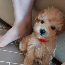 강아지 이발소 | 크림푸들 첫 배냇미용 의정부 강아지 이발소 내돈내산 후기