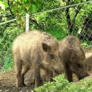 초읍동-13 이미지