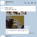 플레이독 애견유치원 이미지