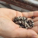 숨비기낭 이미지