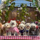 땡큐 펫 살롱 이미지