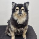 강아지는 미용빨 | 의정부애견미용 실제후기 통통한 물개컷_탄이