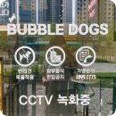 버블독스(안산초지점) 네이버블로그